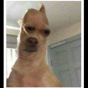 Meet your Posher, Pedro